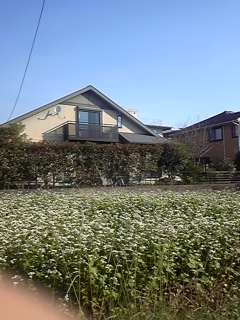 Saleのおしらせ