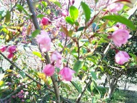 入学式