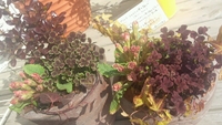 寄せ植え入荷♪