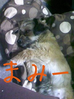 私の家族