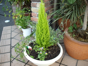 寄せ植え教室!
