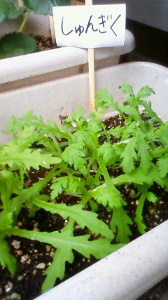 ベランダ菜園のその後
