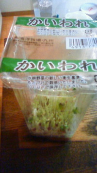 かいわれ栽培に挑戦