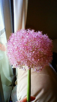 この花なあに