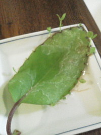 草部入部