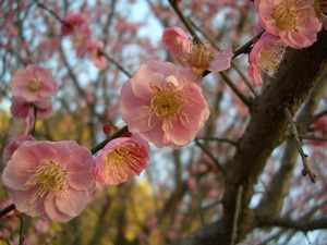 梅の香りに包まれて.....