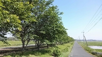 のどか