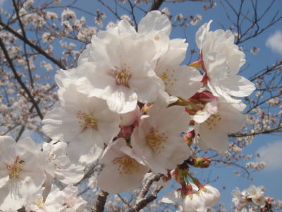 サクラ・さくら・桜♪