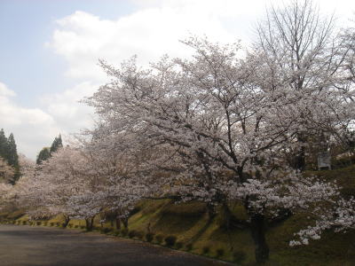 サクラ・さくら・桜♪