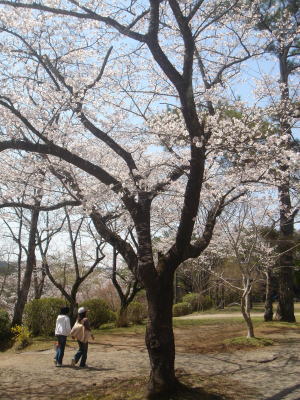桜も笑顔も♪