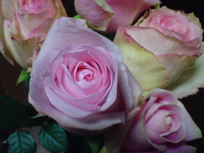 ピンクの薔薇♪