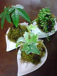 苔玉3種♪
