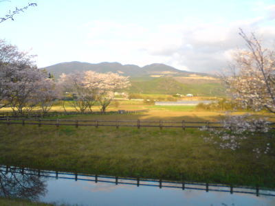 桜・ど満開♪