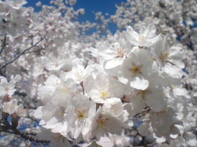 桜・ど満開♪