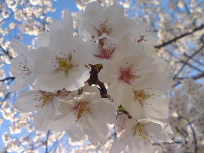 桜・ど満開♪
