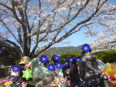 桜・ど満開♪