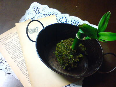 またまた苔玉♪