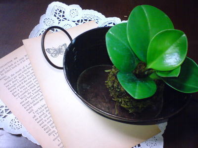 またまた苔玉♪
