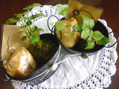わんちゃんと苔玉♪