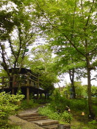 ウィンドの森♪