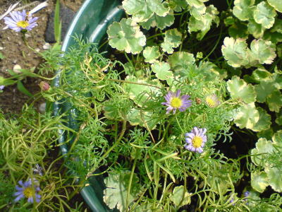 お花とグリーン♪
