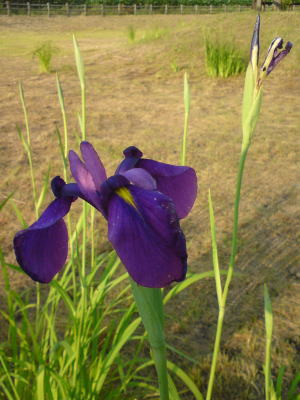 お花とグリーン♪