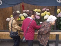「仙巌園」菊祭り体験