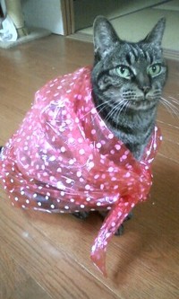 お裾分け。