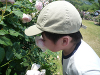 kittys in バラ園