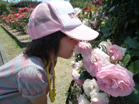 kittys in バラ園