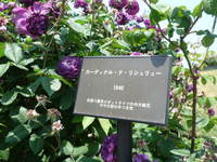 kittys in バラ園