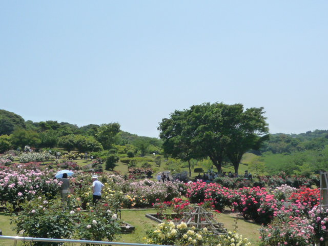 kittys in バラ園