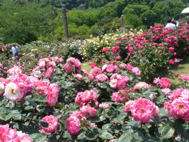 kittys in バラ園