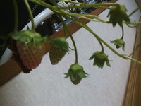 すくすく育ってます。