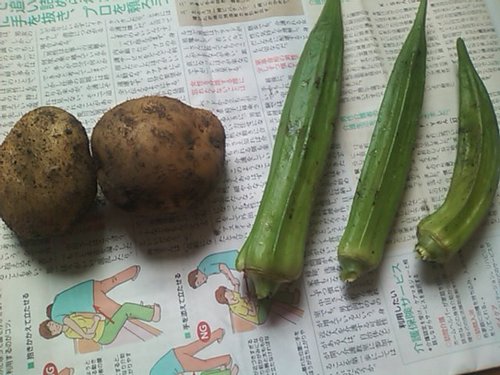 家庭菜園