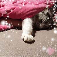 猫は布団で丸くなるฅ^•ﻌ•^ฅ