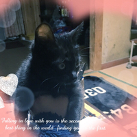 チビクロちゃん♡♡