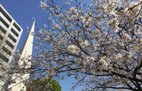 鹿児島の桜は満開です！