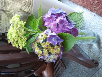 たくさんの紫陽花
