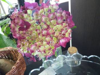 たくさんの紫陽花