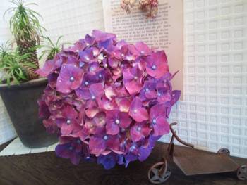 たくさんの紫陽花
