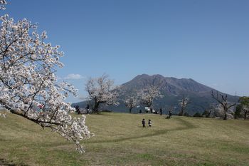 *さくら*