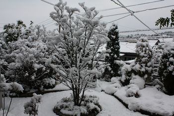 雪 撮れた