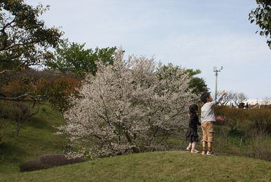 吉野公園
