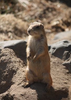 平川動物園
