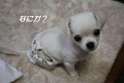 大きくなった!