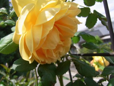 もう５月