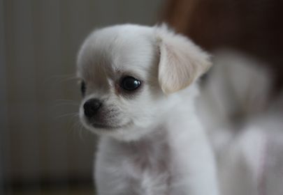 家に姫がやってきた^^