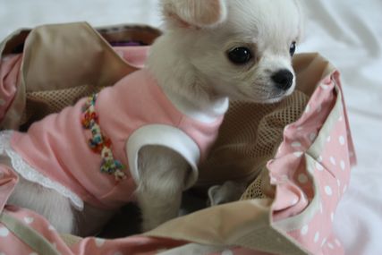 かわいそう。。。(ニキビダニの治療)