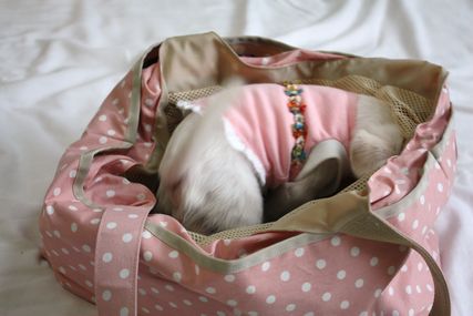 かわいそう。。。(ニキビダニの治療)